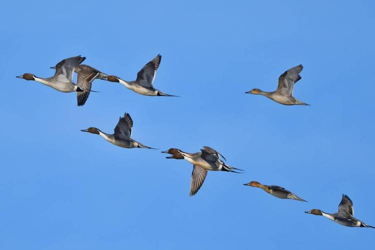 本溪：春歸鳥飛還