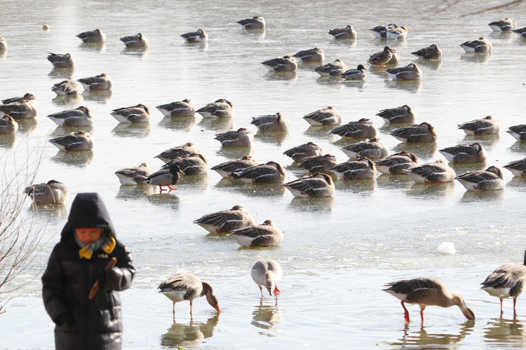 雁舞渾河岸 景繪瀋陽冬_fororder_轉載圖6