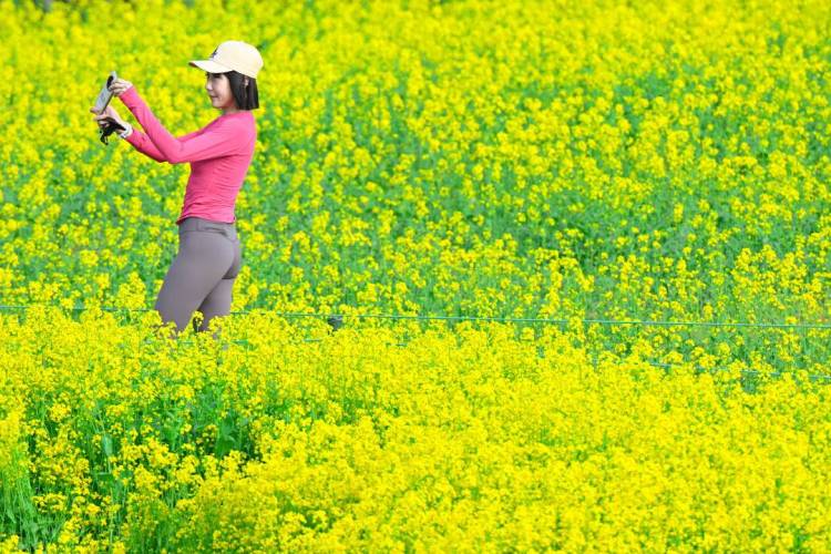 瀋陽：金色花海如夢似幻