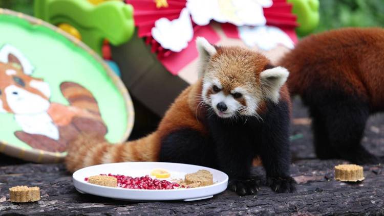 大連的小動物們也有專屬“中秋大禮包”