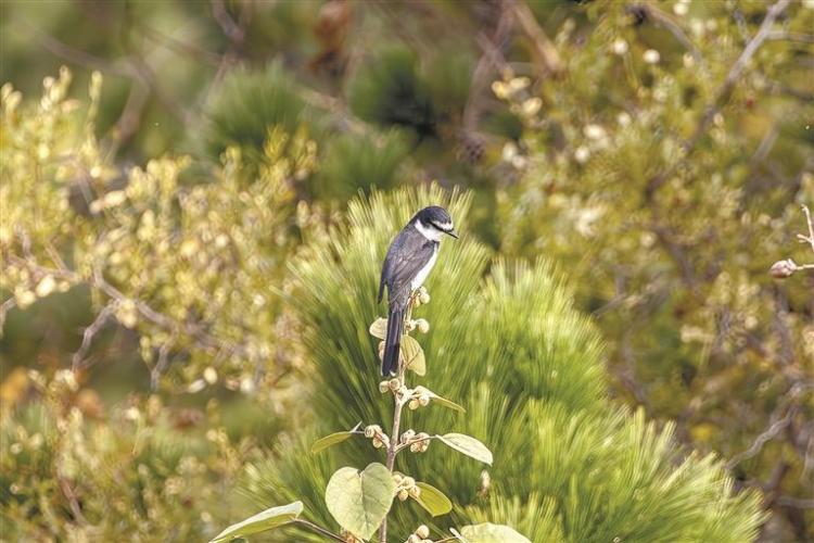琉球山椒鳥現身老鐵山 為遼寧省首次記錄_fororder_975b5ada-725c-4d21-931c-4717e0796d5f