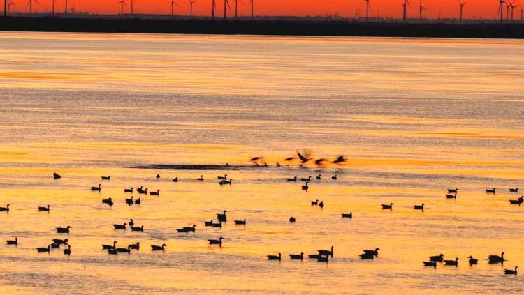 南遷候鳥小憩臥龍湖
