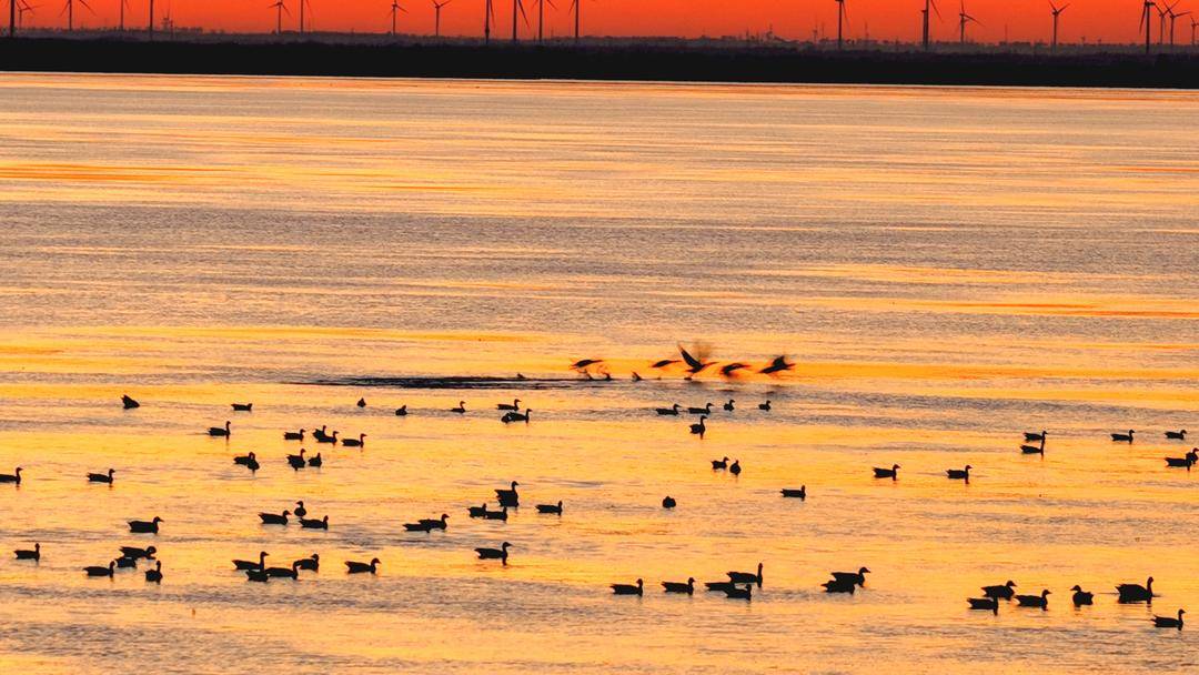 南遷候鳥小憩臥龍湖