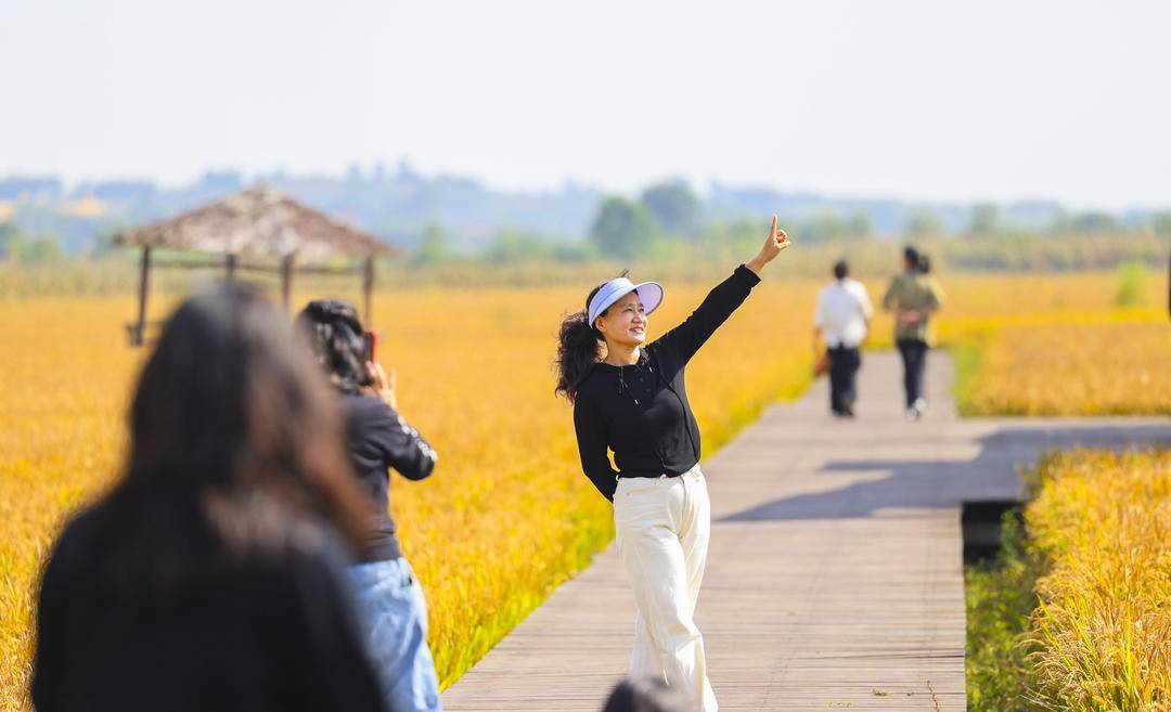 丹東東港：稻浪如畫引客來
