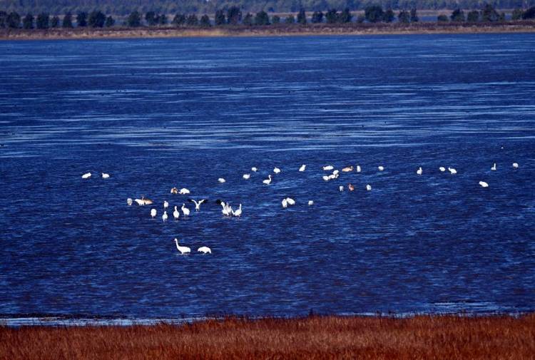 康平臥龍湖：候鳥翔集繪就生態絕美畫卷