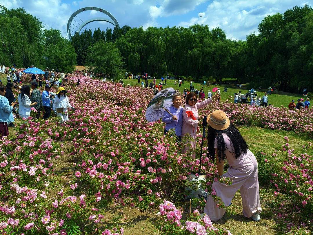 瀋陽：月季綻放引客來