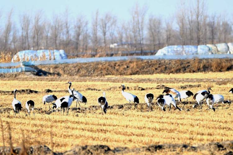 鶴群越冬遼河三角洲