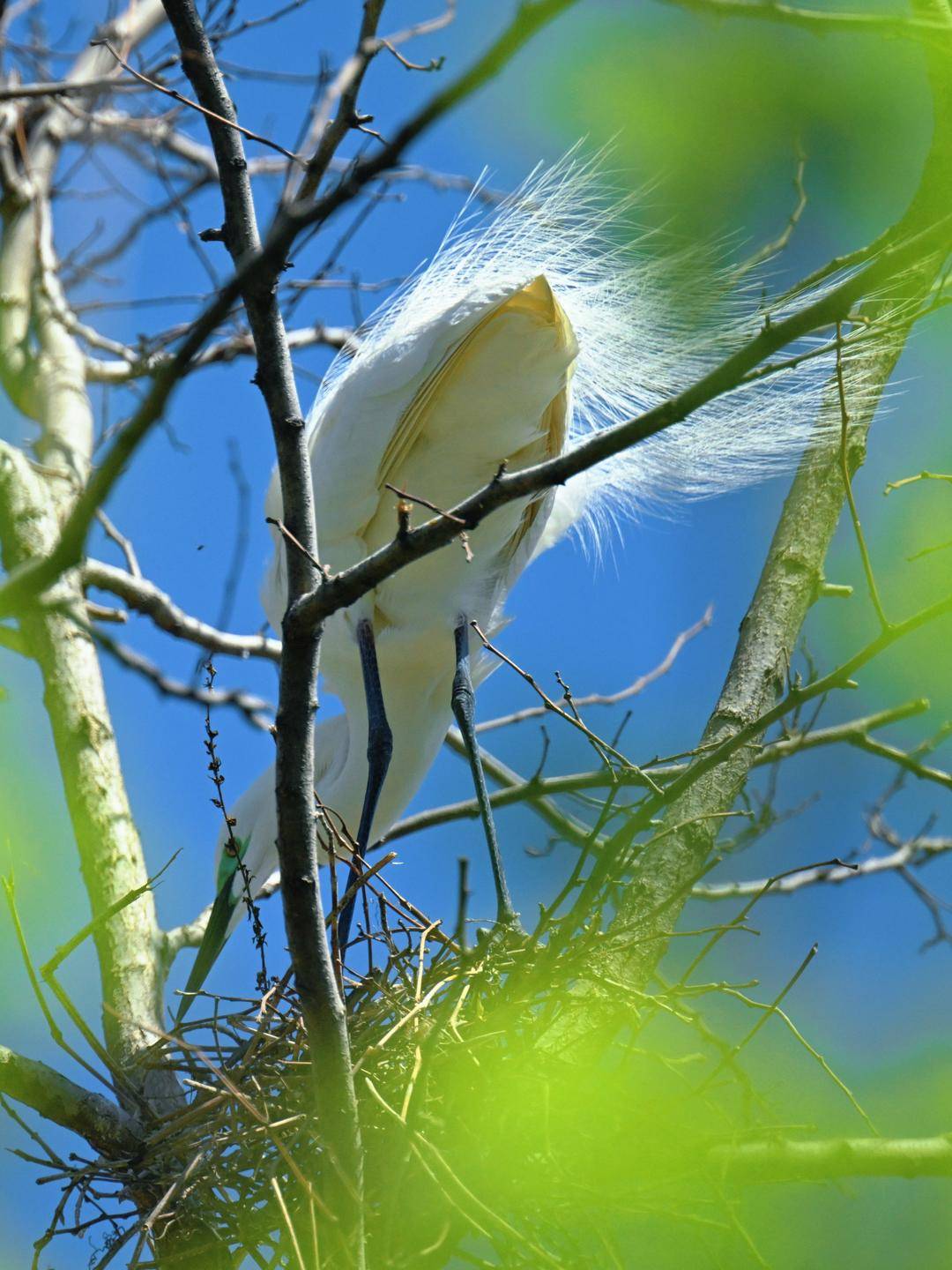 盤錦：十萬隻鷺鳥靜待遊客