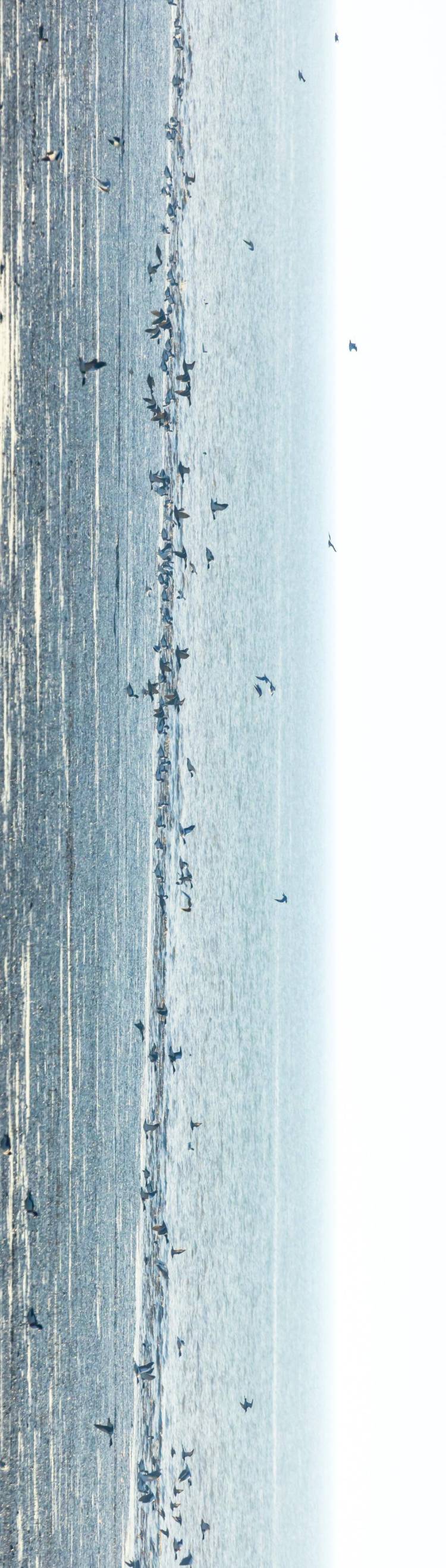 盤錦遼河三角洲濕地迎來候鳥遷徙高峰期