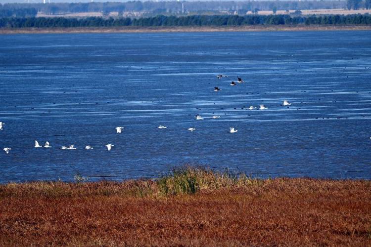 康平臥龍湖：候鳥翔集繪就生態絕美畫卷
