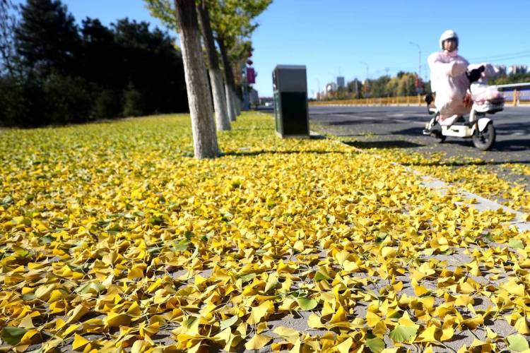 朝陽：深秋銀杏美 落葉“詩”滿城
