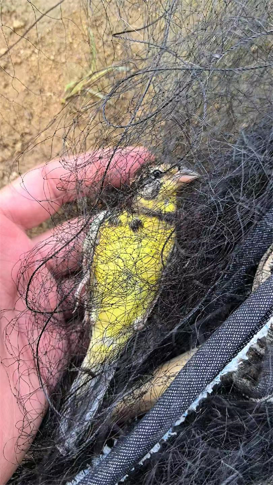 涉案價值超千萬元!大連市公安局普蘭店分局破獲特大案件_fororder_普蘭店鳥2