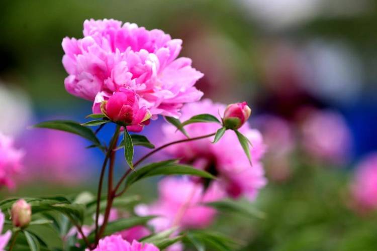 朝陽：五月“花神”芍藥盛放