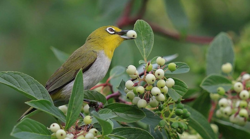 朝陽：可愛“白眼圈” 精緻繡眼鳥