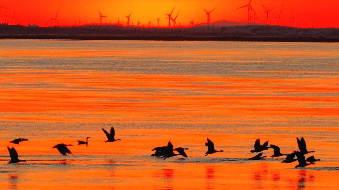 南遷候鳥小憩臥龍湖