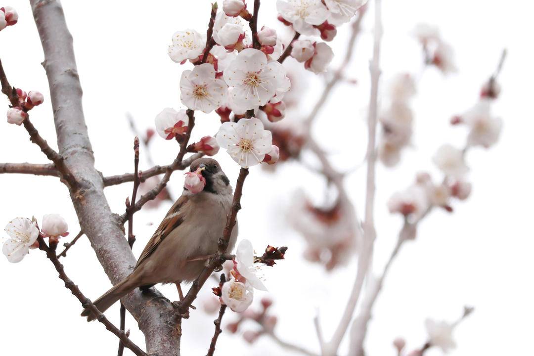 朝陽：鳥語花香春光美