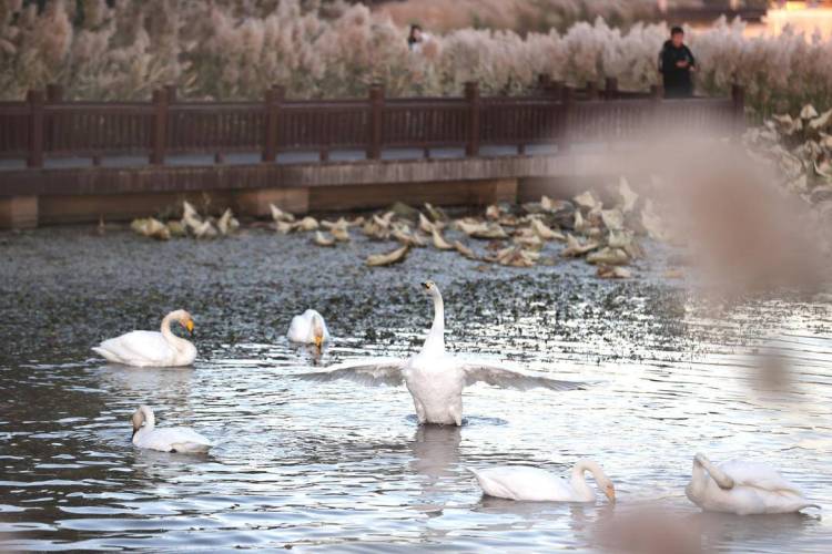 大批白天鵝現身朝陽城區