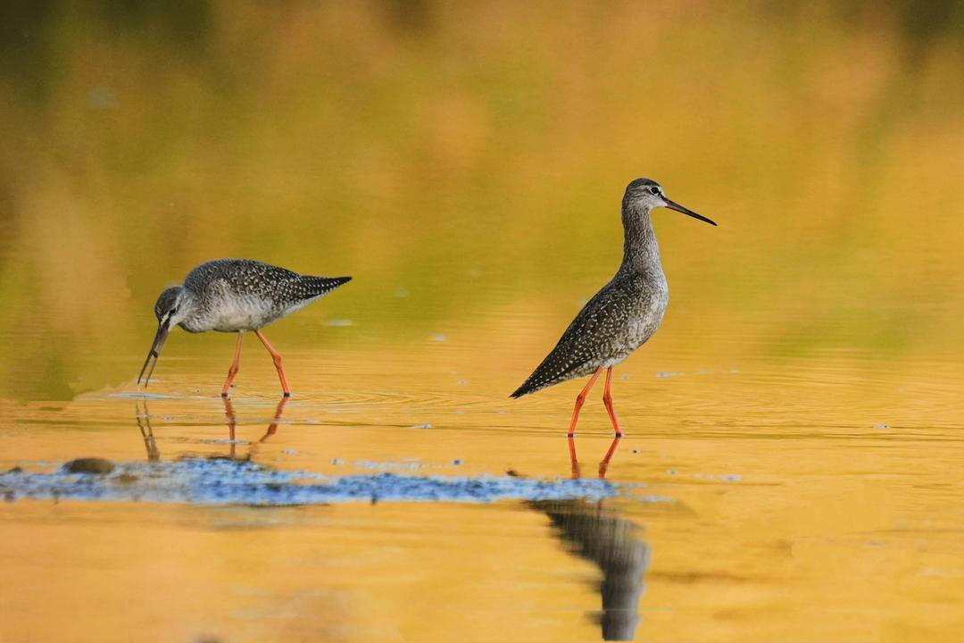 鶴鷸秋日舞淩河