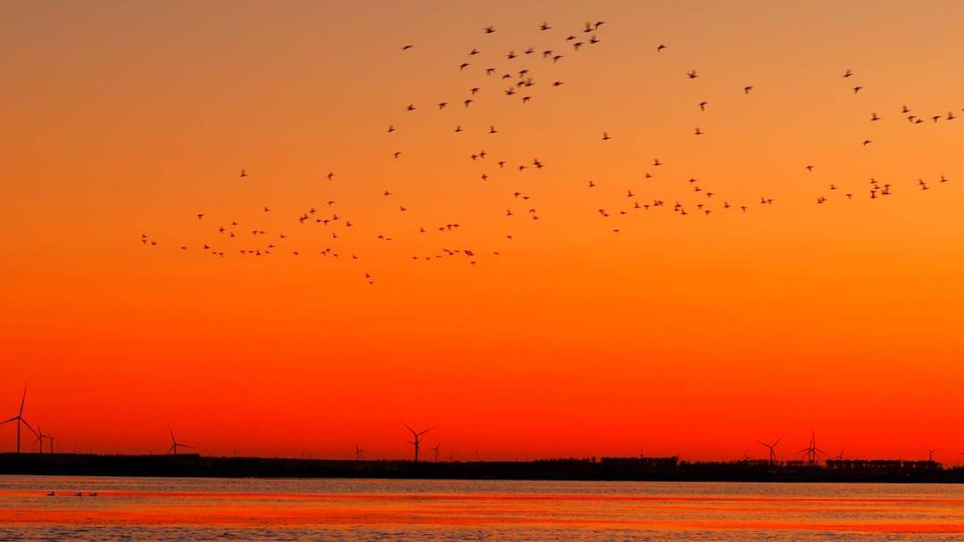 南遷候鳥小憩臥龍湖