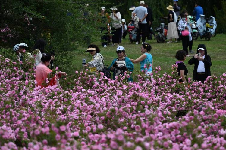 瀋陽：月季綻放引客來