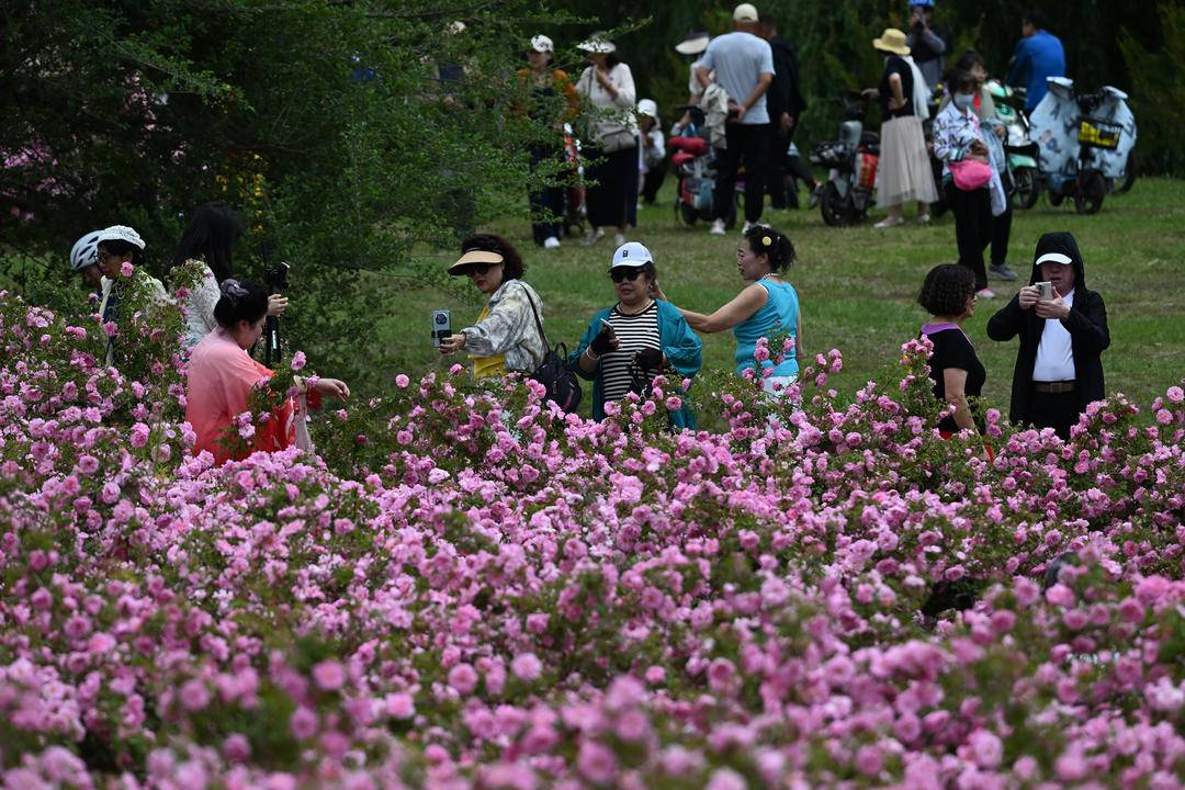 瀋陽：月季綻放引客來