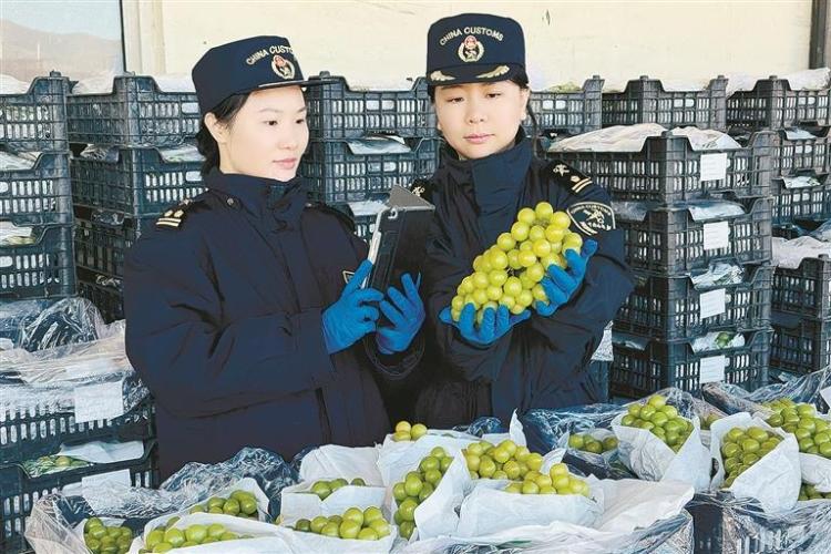 大連“陽光玫瑰”首秀沙特市場_fororder_76f57349-f0bf-4e6b-a202-e3fc82ac0f09