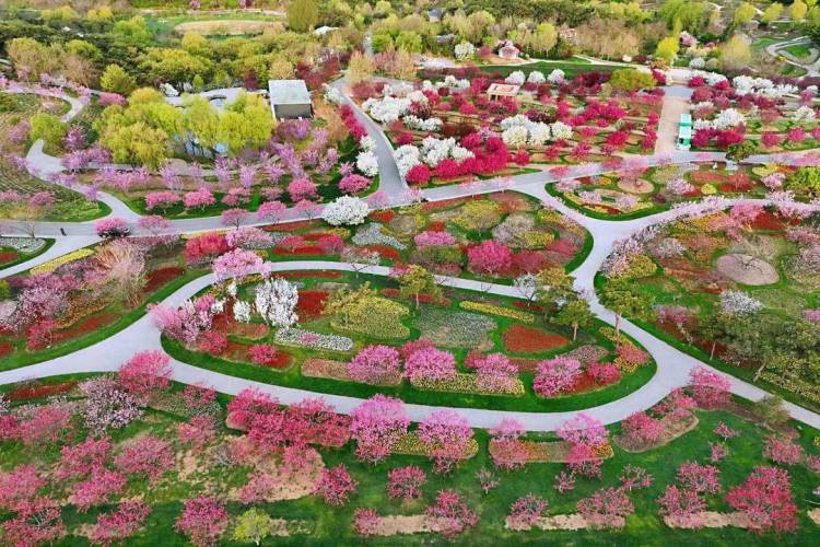 大連英歌石植物園化身“莫奈花園”