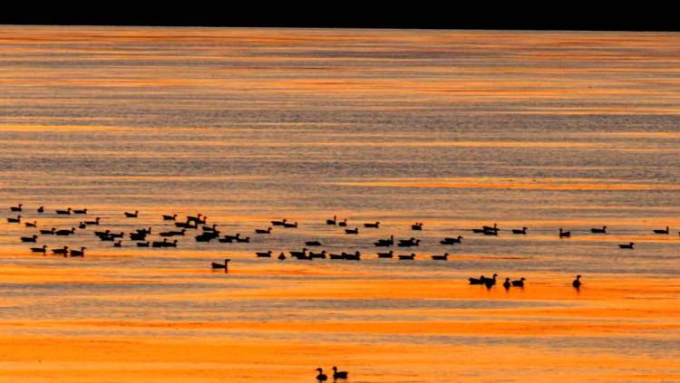 南遷候鳥小憩臥龍湖