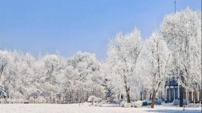 限定版的美！霧凇如畫醉沈城