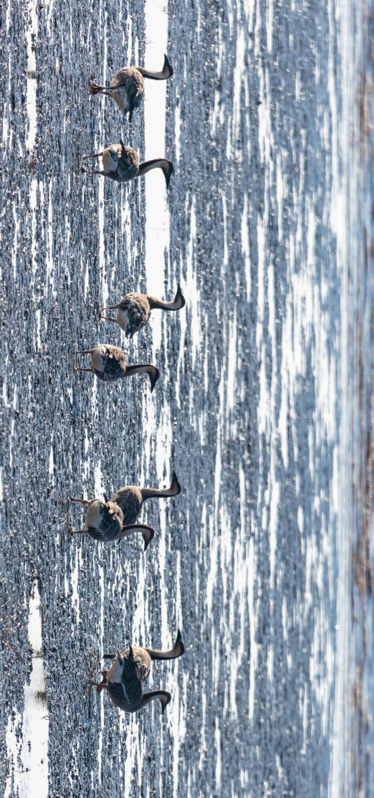 盤錦遼河三角洲濕地迎來候鳥遷徙高峰期