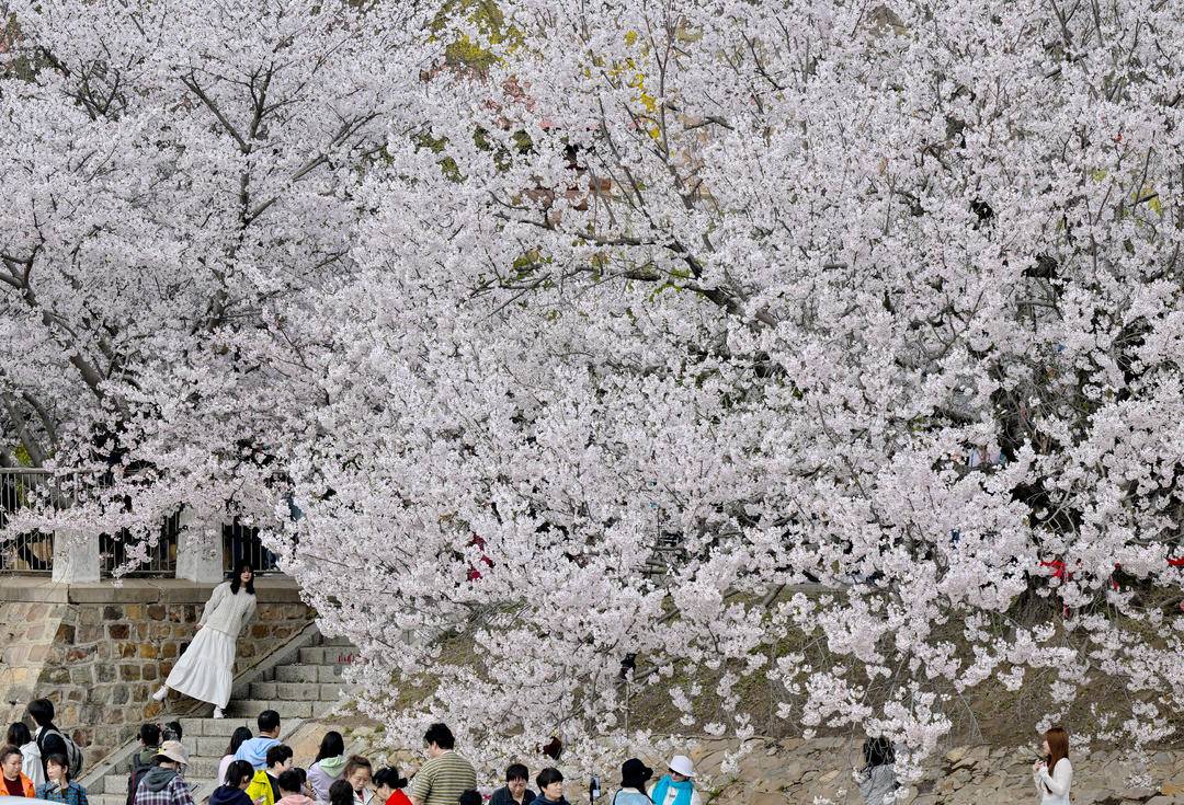 大連：櫻花如海