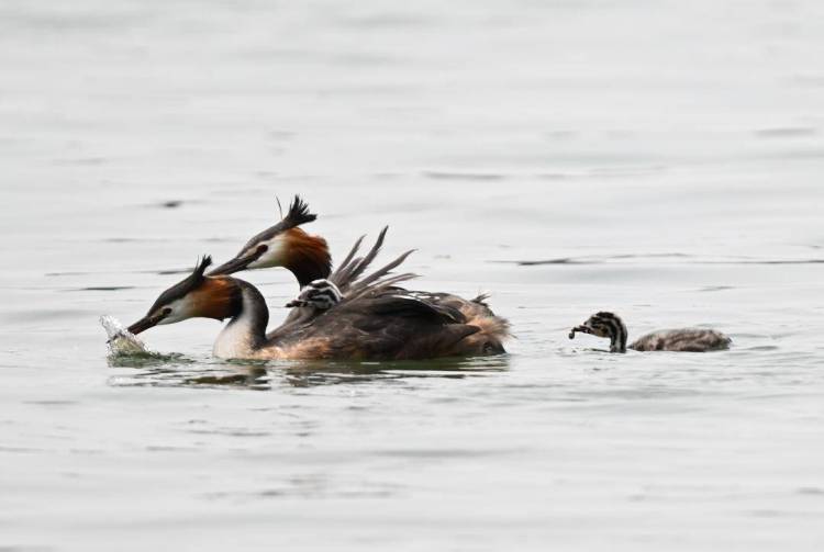 瀋陽丁香湖：鳳頭鸊鷉育雛忙