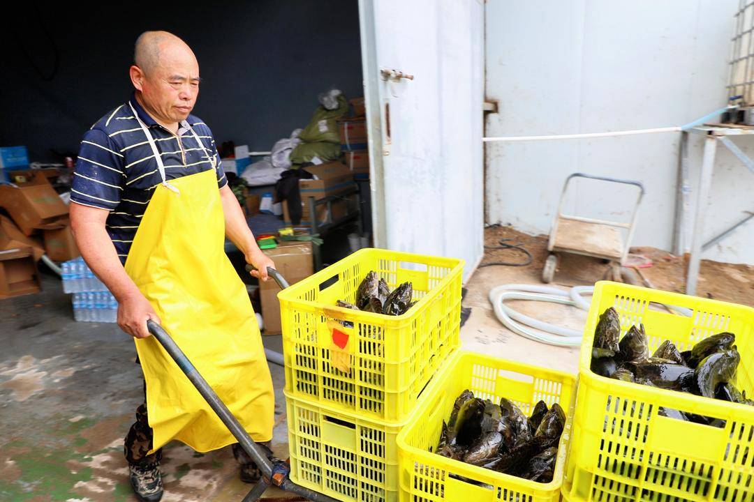 “南魚北養”！興城石斑魚成功上市