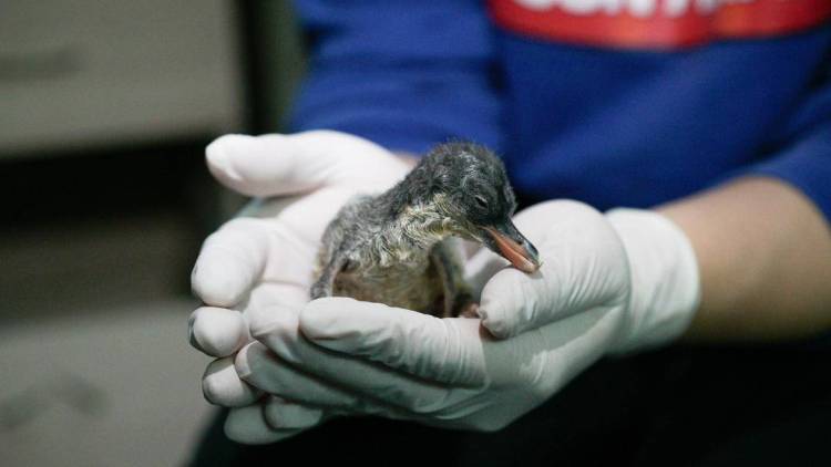 喜提“全國首只”!大連聖亞南極企鵝家族喜添丁