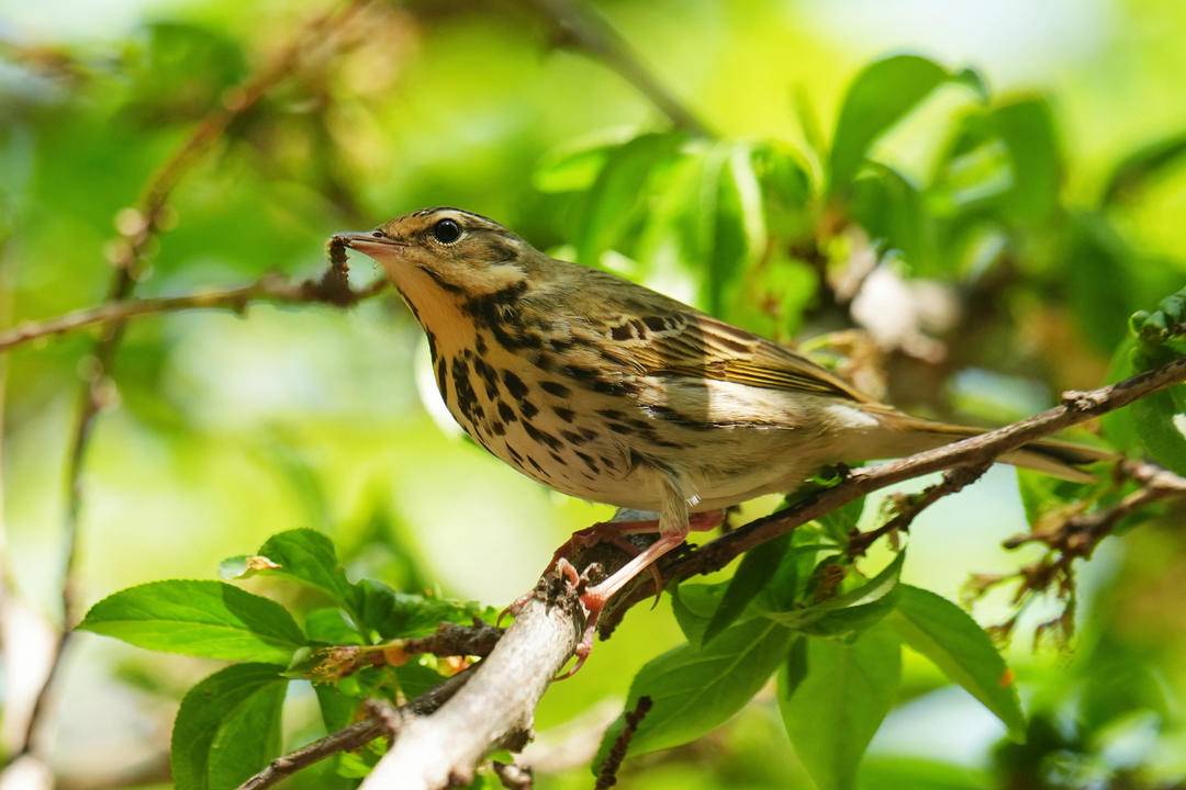 朝陽：仲夏時節，鳥兒齊聚