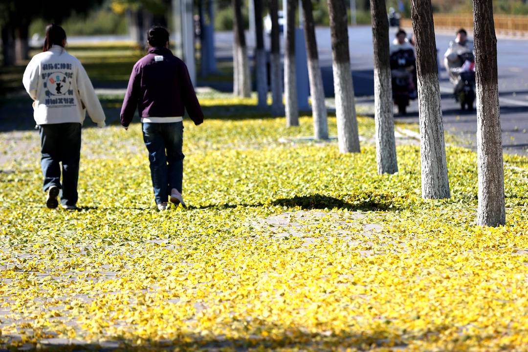 朝陽：深秋銀杏美 落葉“詩”滿城