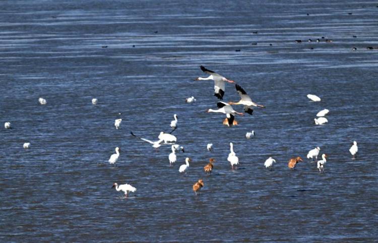 康平臥龍湖：候鳥翔集繪就生態絕美畫卷