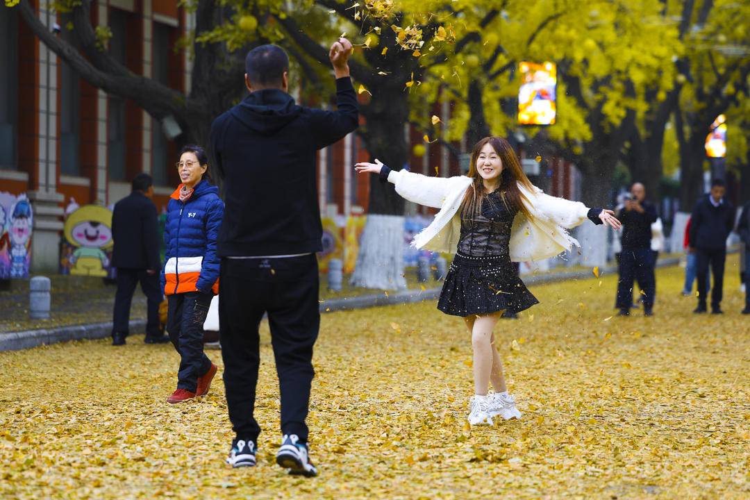 丹東百年銀杏鋪就“黃金大道”