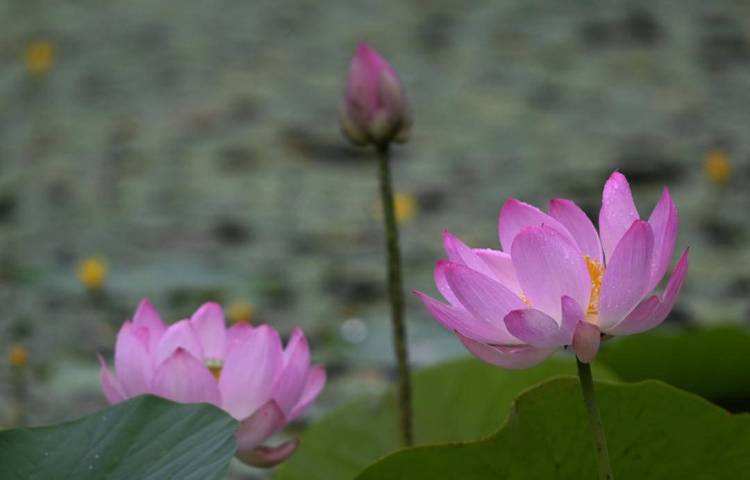 瀋陽：接天蓮葉碧，北塔觀雨荷