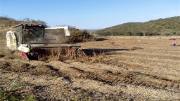 金秋奏響樂章 豐收“豆”志昂揚