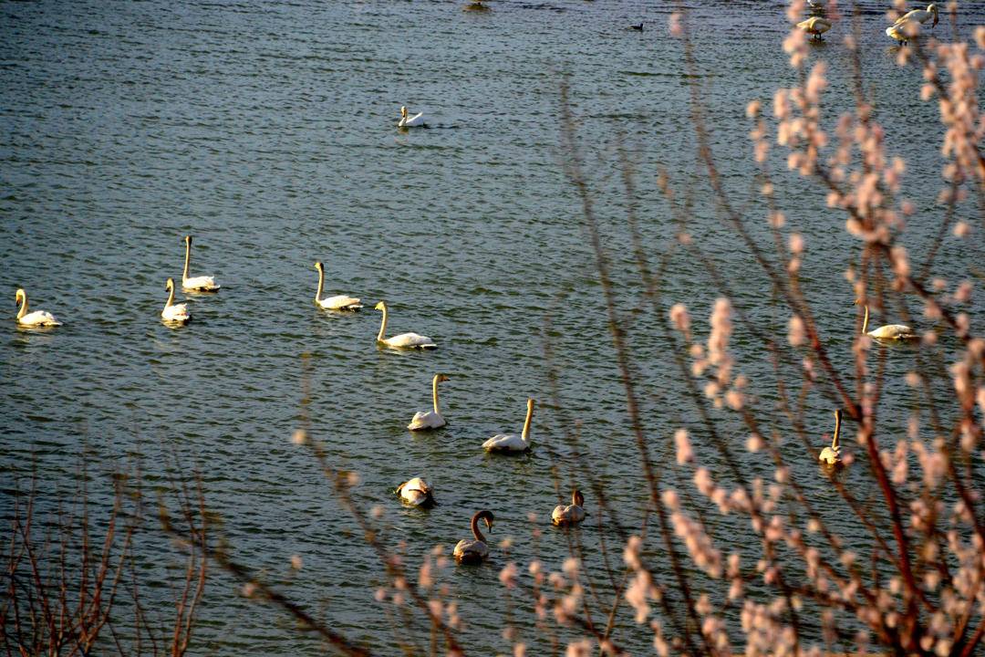 朝陽：淩河水暖舞翩翩