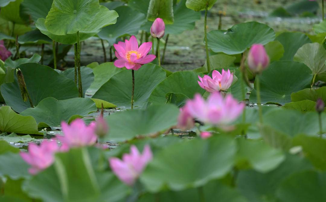 瀋陽：接天蓮葉碧，北塔觀雨荷