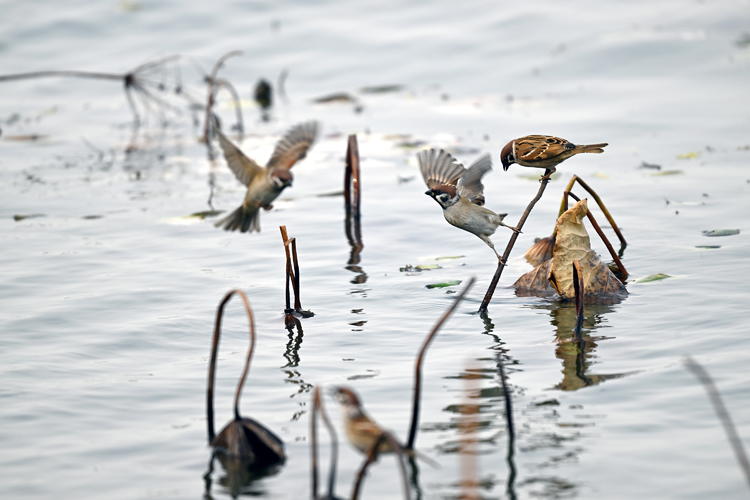 “雀”躍荷塘_fororder_麻雀1