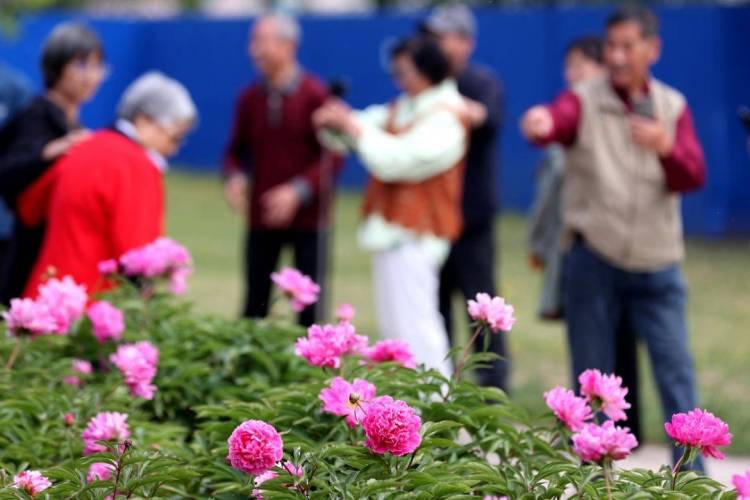 朝陽：五月“花神”芍藥盛放