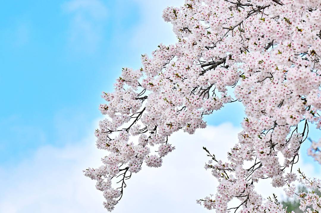 大連：櫻花如海