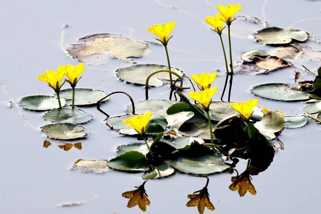 千年荇菜，花開淩河