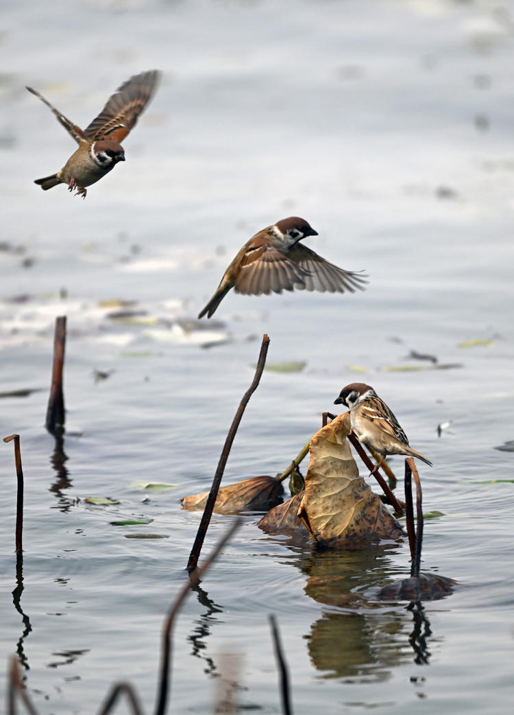 “雀”躍荷塘_fororder_麻雀7