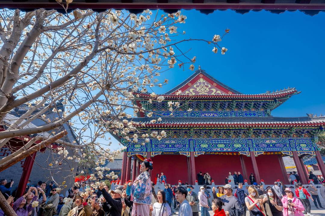 瀋陽：白玉蘭花開 綽約新粧玉有輝