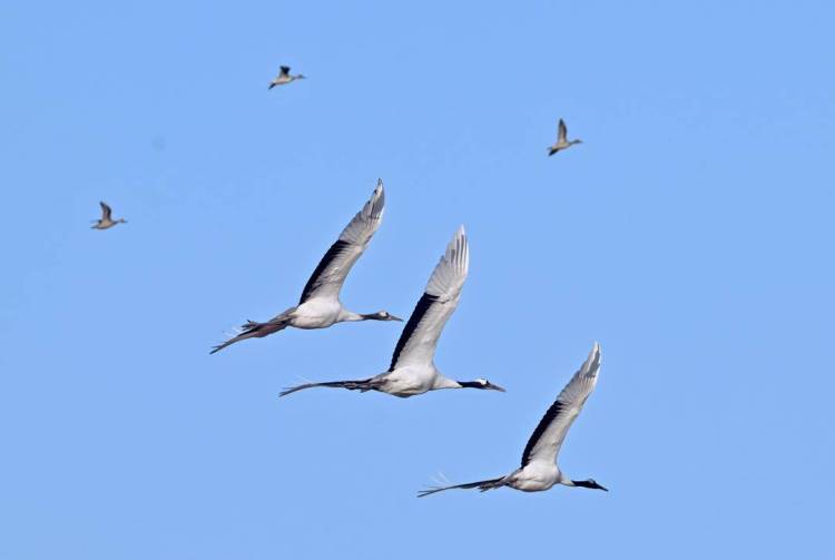 鶴群越冬遼河三角洲