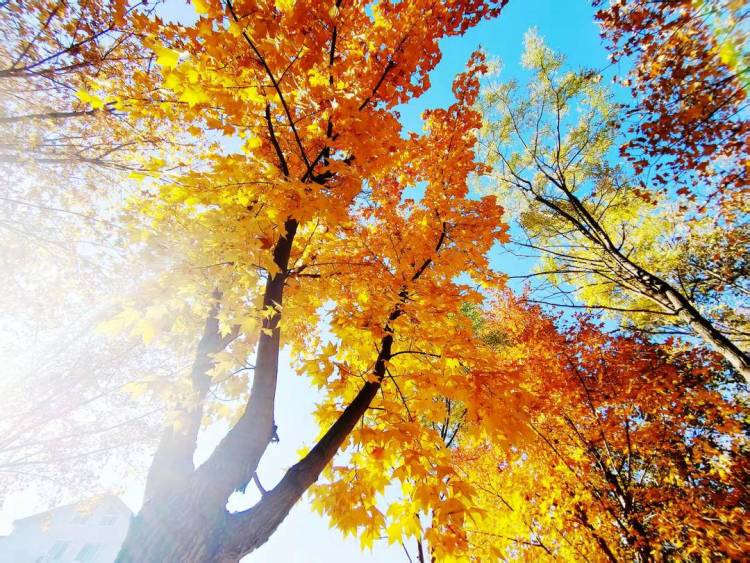 朝陽,一城秋色動人心!